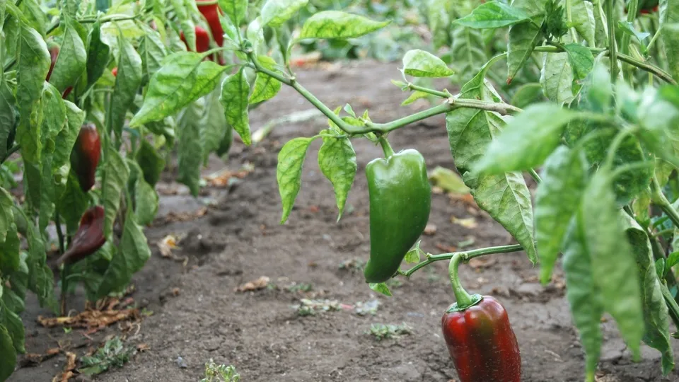 Фото: unsplash.com