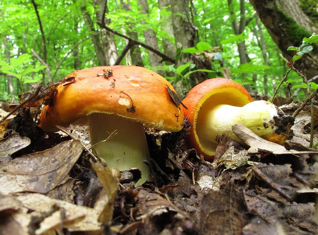 Министерство экологии и природопользования Московской области