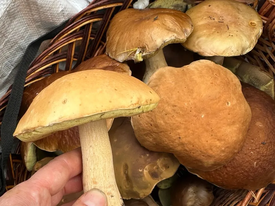 Фото: t.me/gribanutie