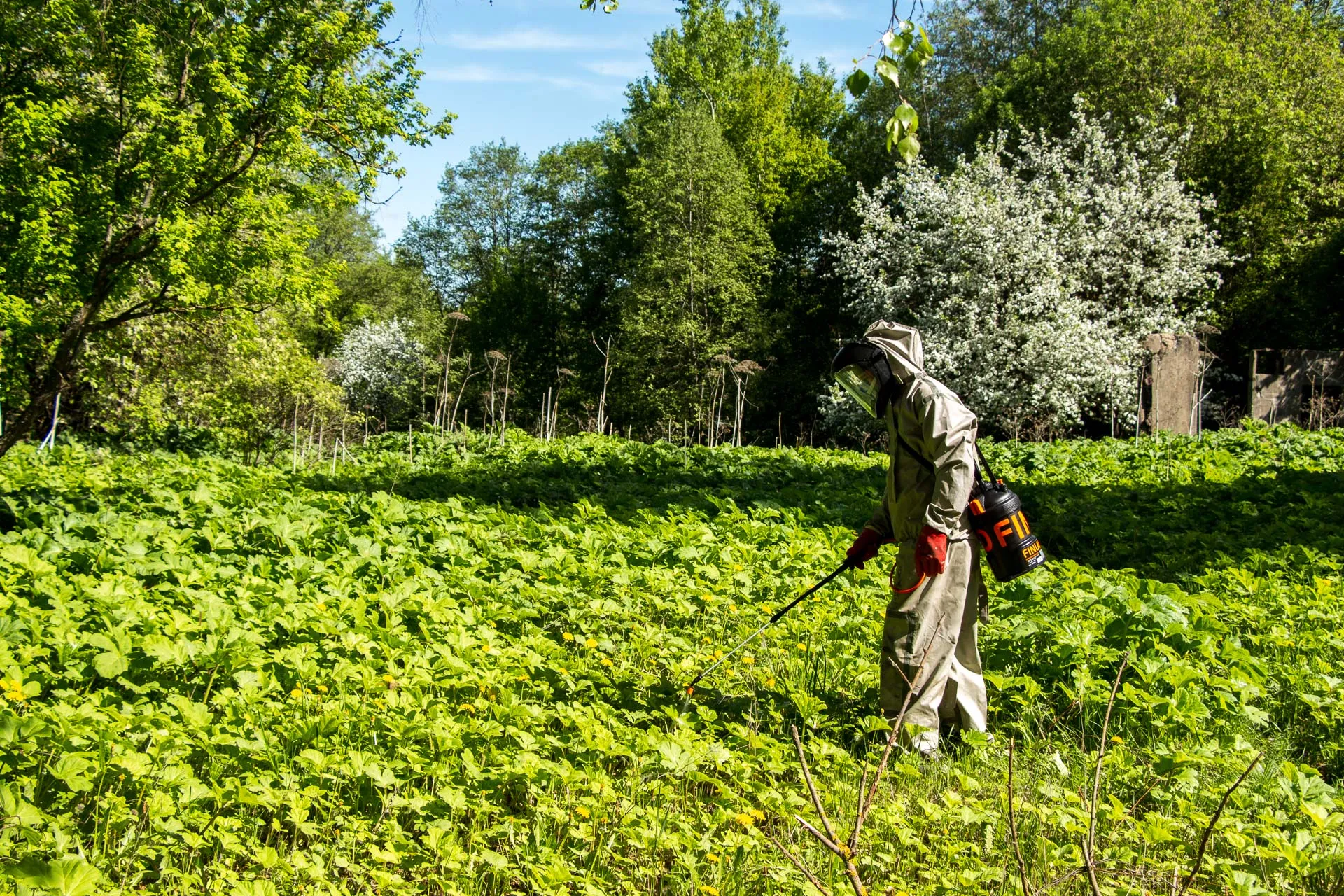 Борьба с борщевиком в Подмосковье