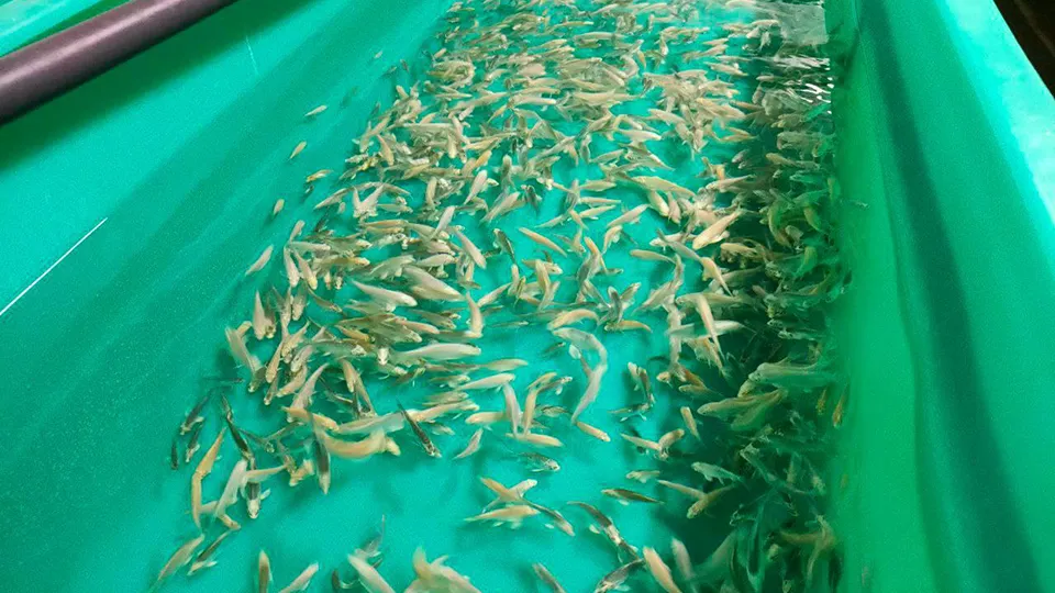 Фото: пресс-служба администрации г.о. Солнечногорск