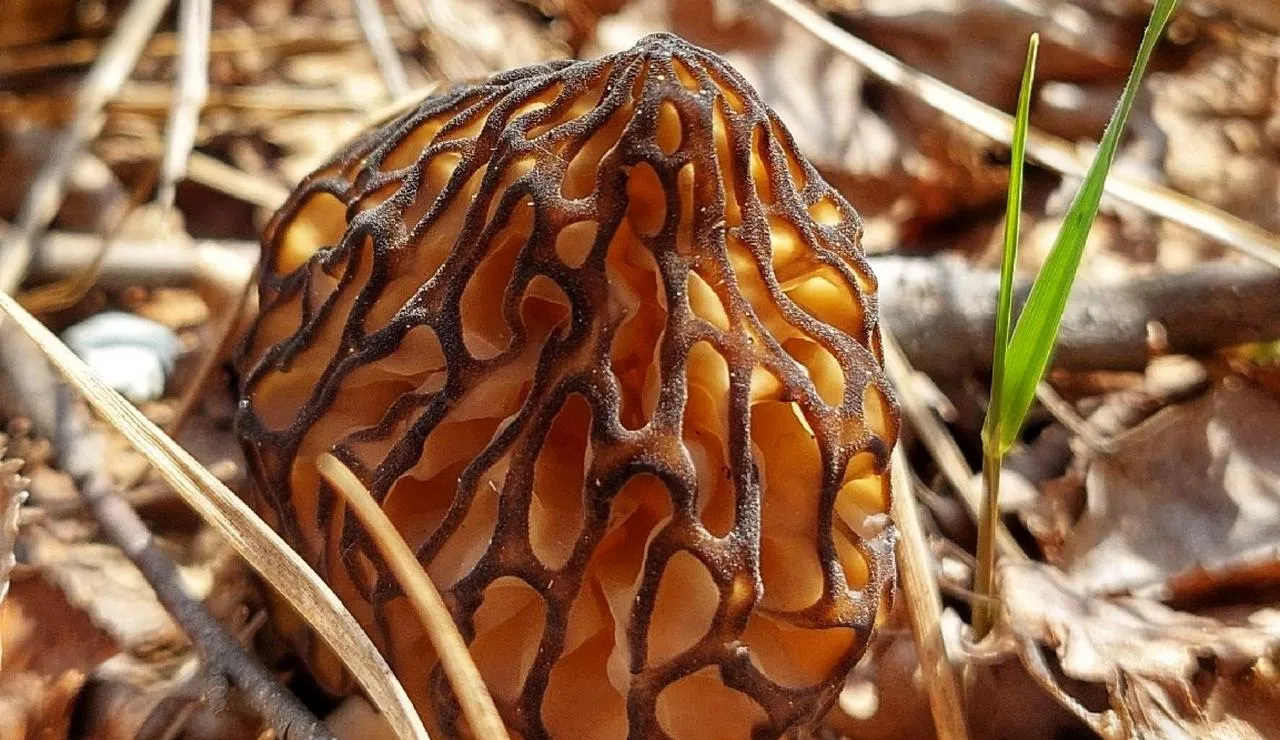 Василий Потапов