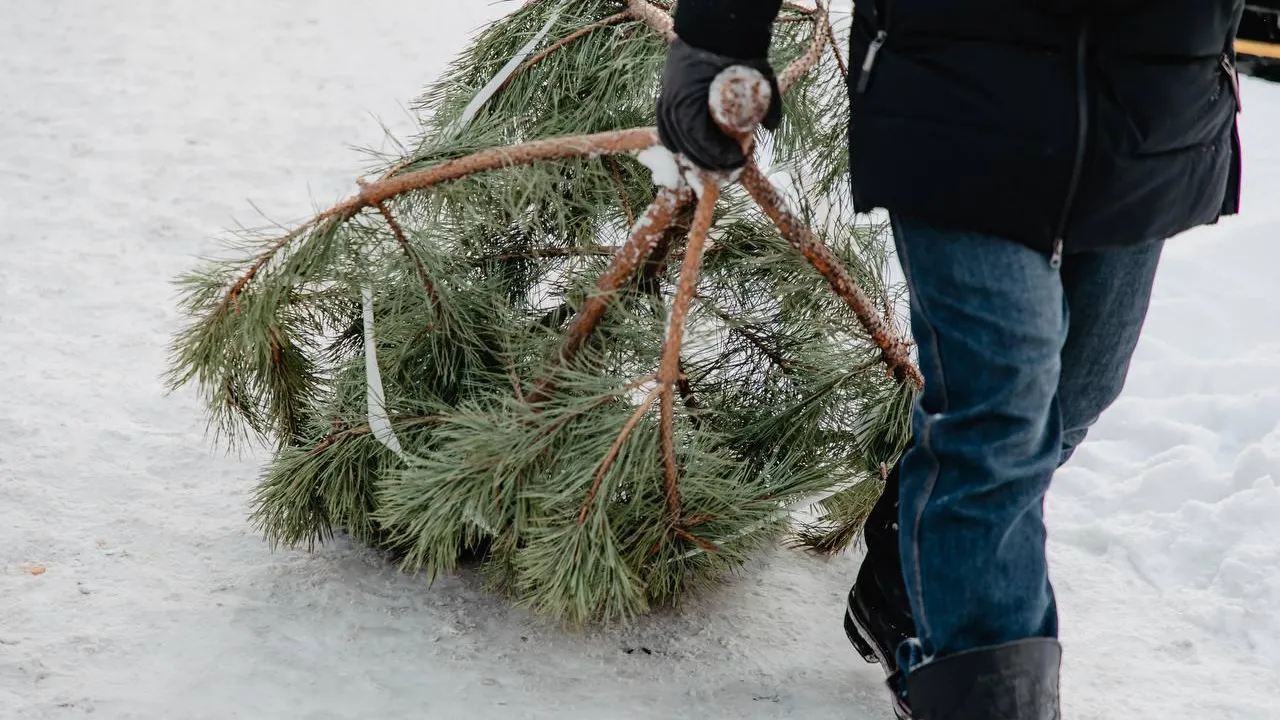 Жители Химок смогут принять участие в экологической акции «Сдай елку на переработку»