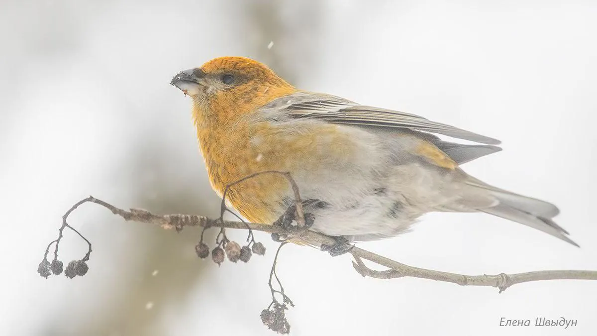 личный архив Елены Швыдун