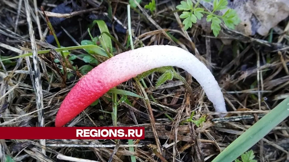 Фото: предоставлено очевидцем