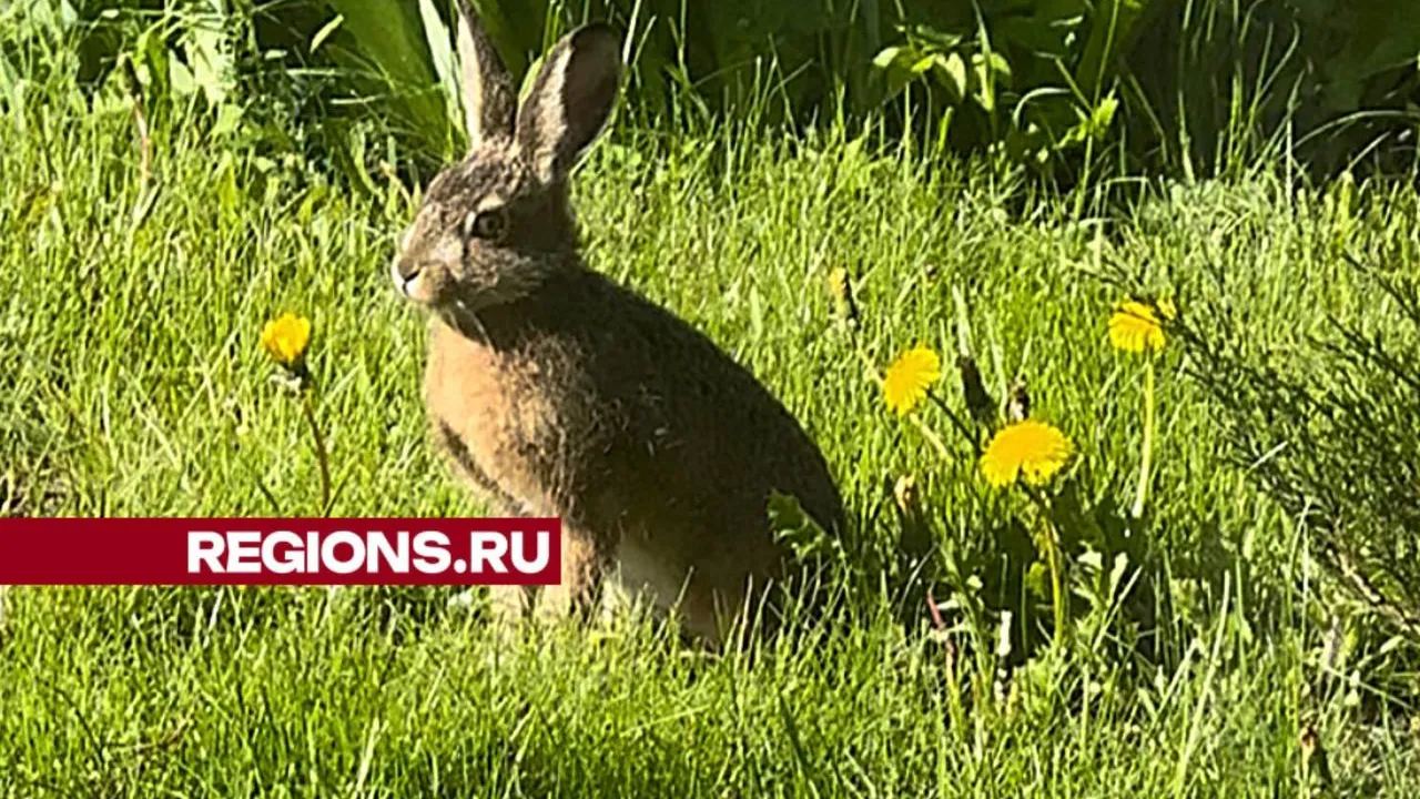 Фото: t.me/rusavkino_romanovo