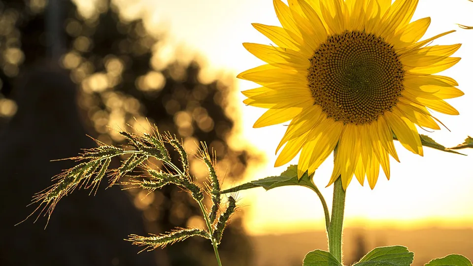 Фото: pxhere.com