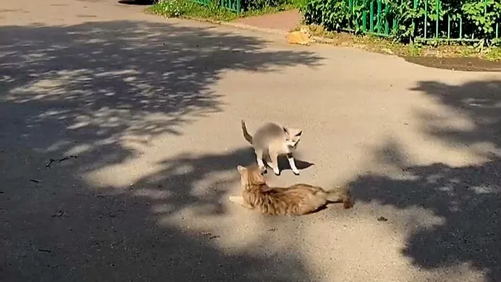 Сморкалов Никита