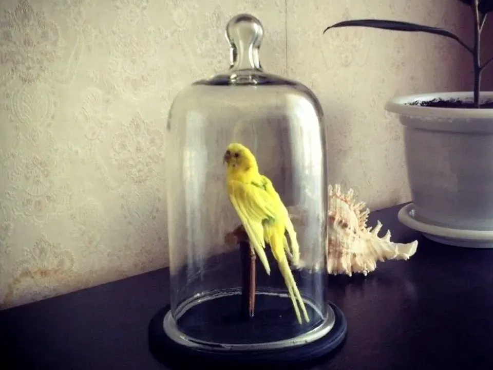 Чучело попугая. Фото: Анна Алтухова