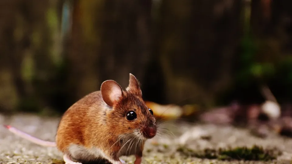 Фото: pxhere.com