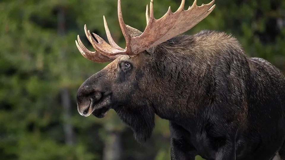 Фото: istockphoto.com/Harry Collins