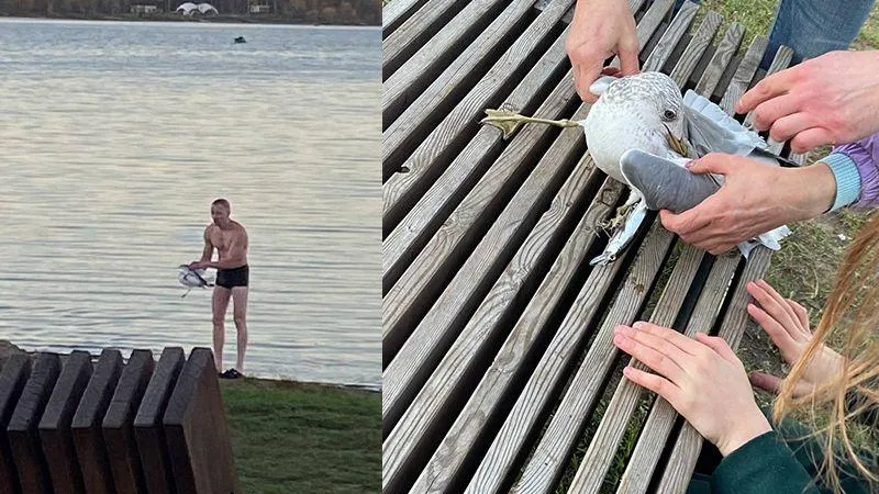 Морж спас тонущую чайку в Солнечногорске