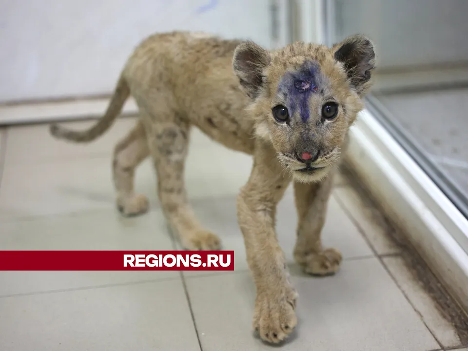 Фото: REGIONS/Ольга Пятикрестовская