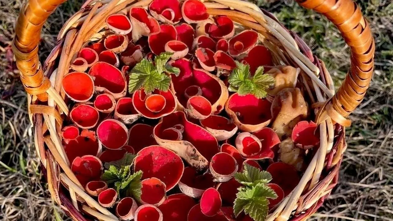 Василий Потапов