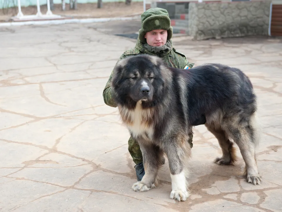 Кавказская овчарка. Фото: медиасток.рф&nbsp;
