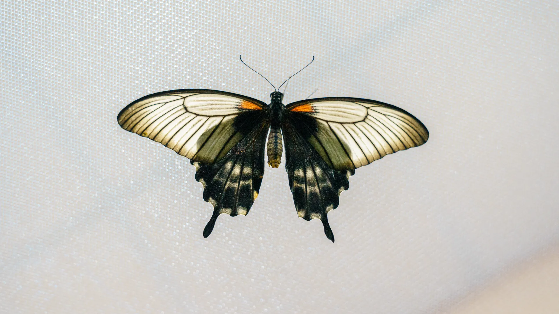 Бабочки в Арктике — это нормально? Ученые обнаружили на Новой Земле виды из Америки, которых там быть не должно