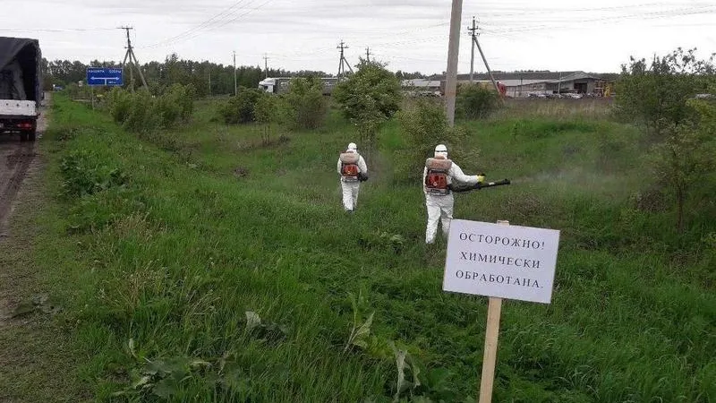 Полосы отвода региональных дорог обработали от борщевика на 30%