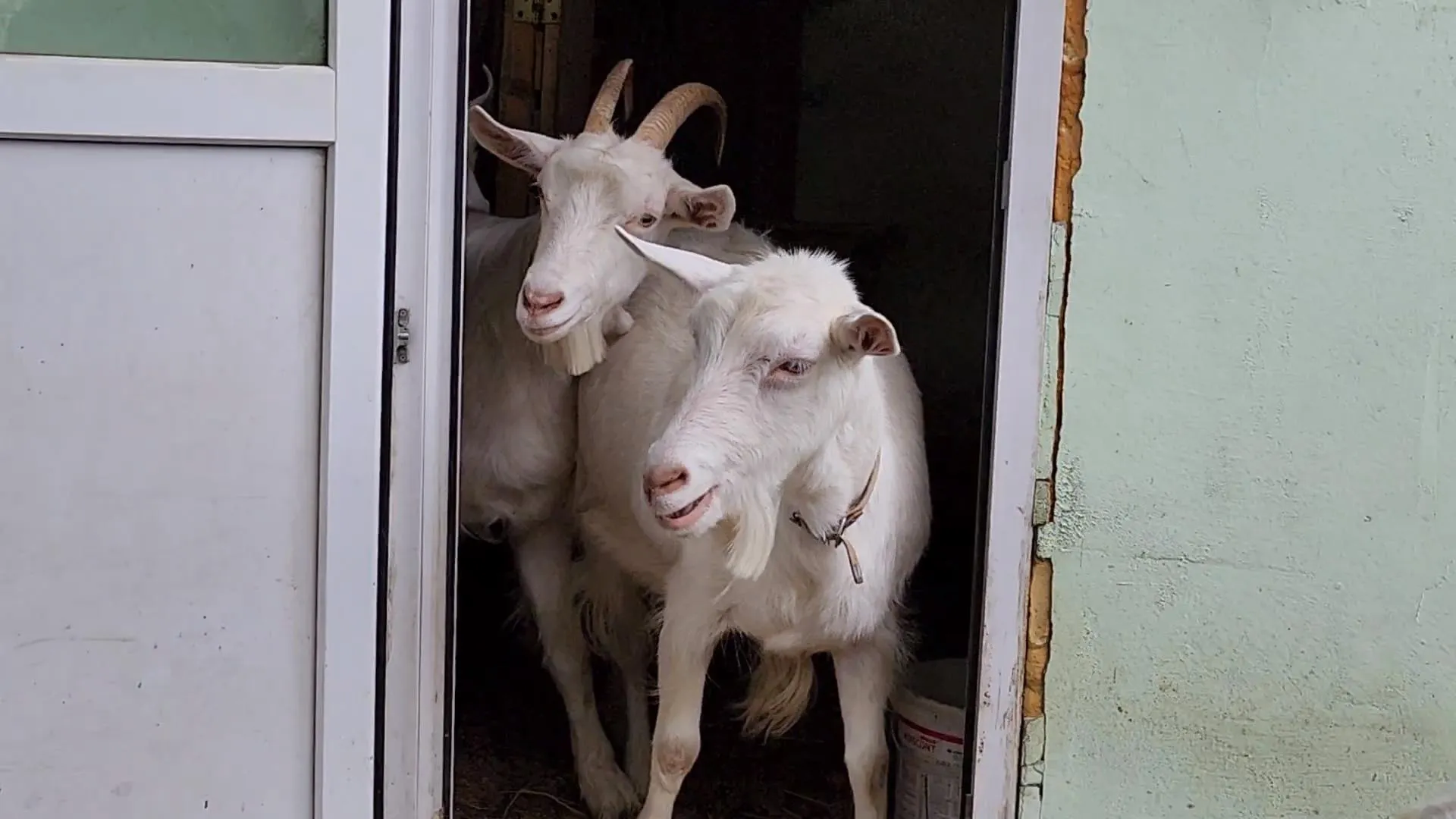 Сморкалов Никита