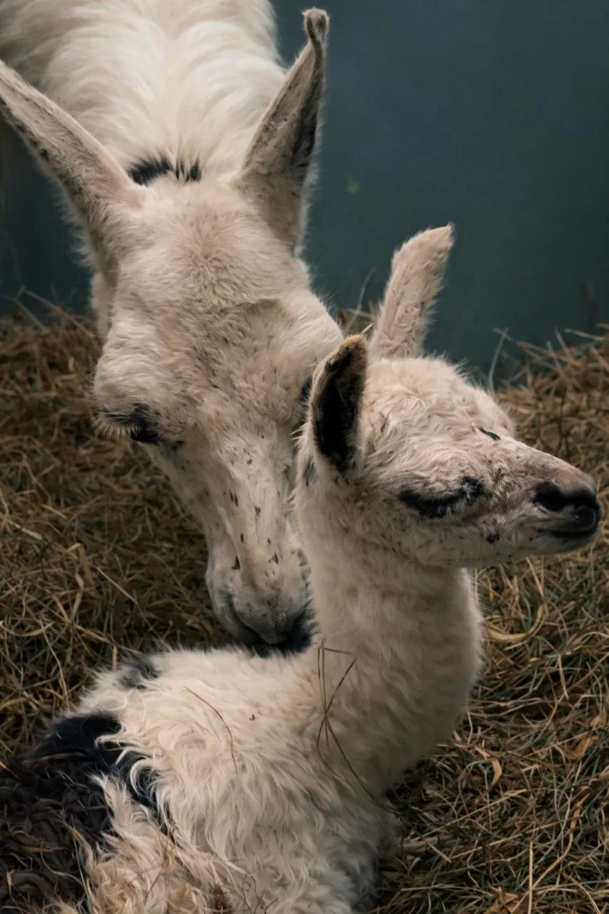 пресс-служба Росгосцирка