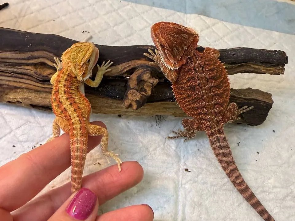 Агама. Фото: Анна Варанова