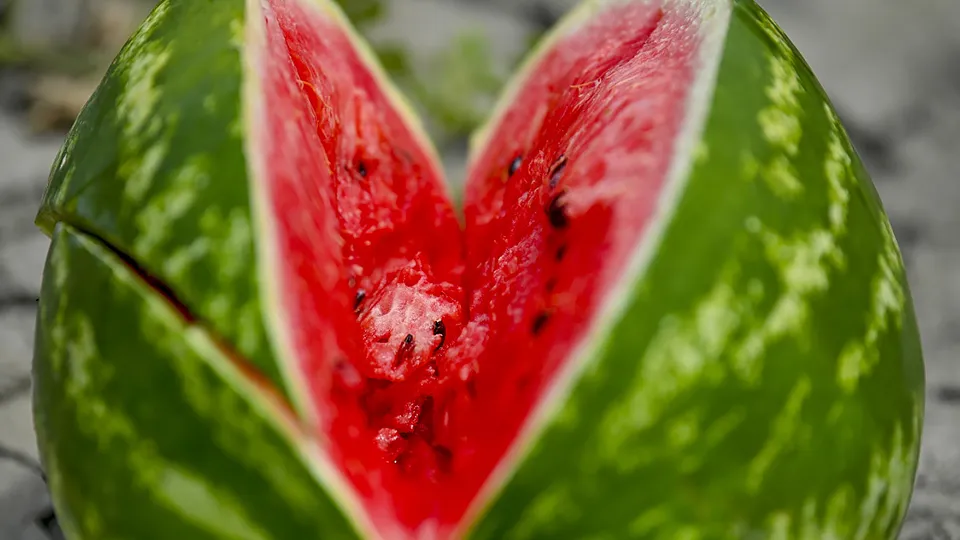 Фото: РИА Новости/Sputnik/Мурад Оруджев