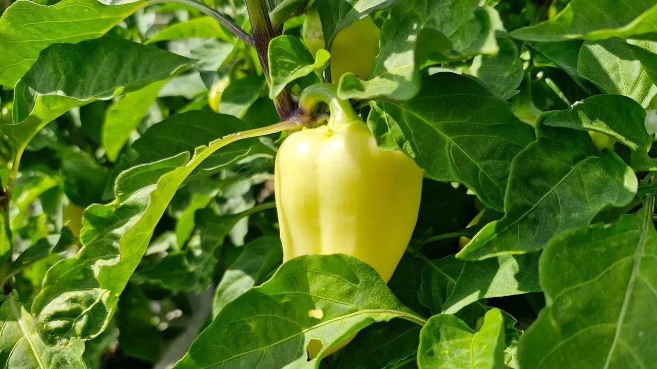 REGIONS/Наталья Надточая