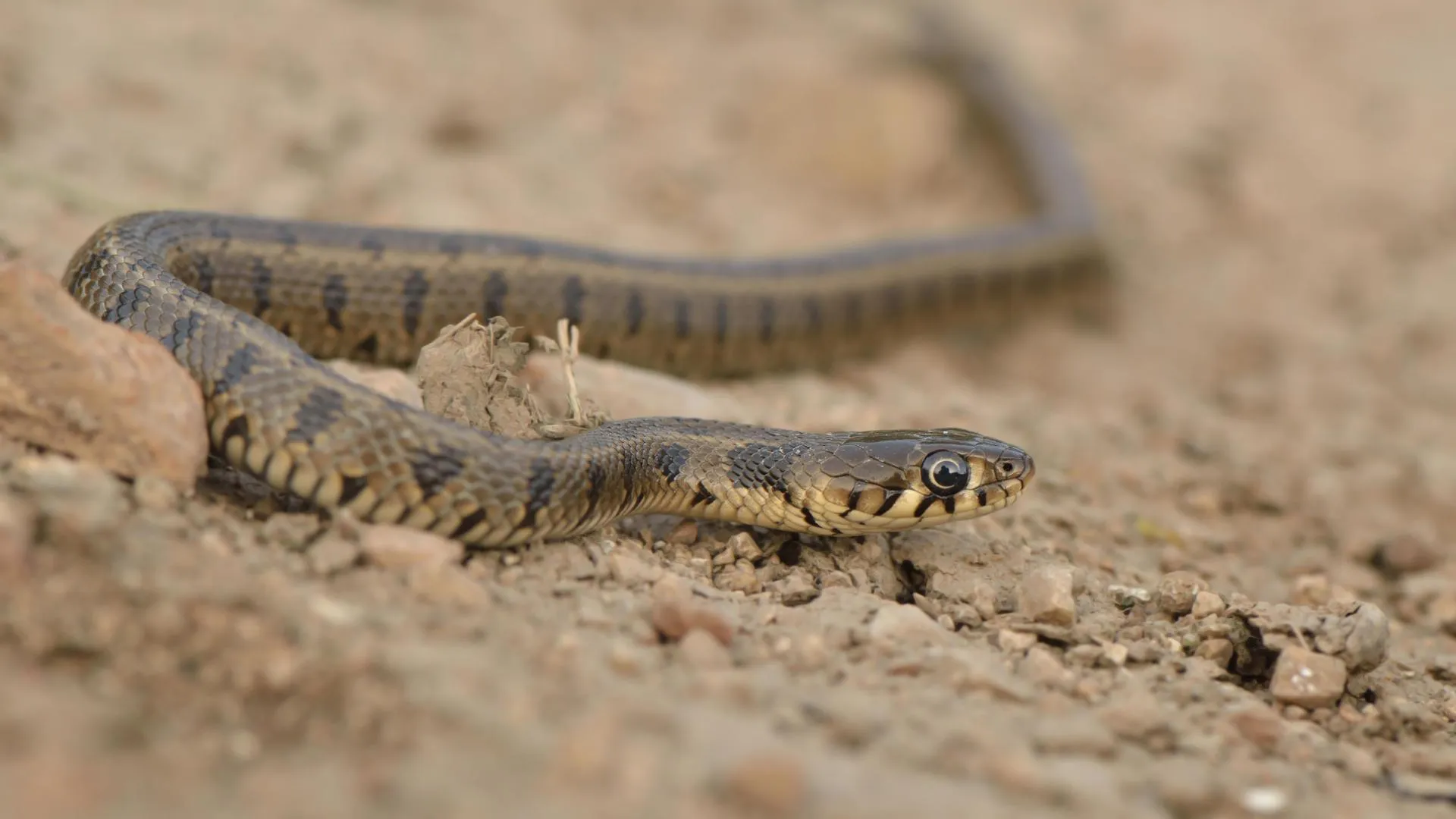 Frank Paul Fietz/imageBROKER.com