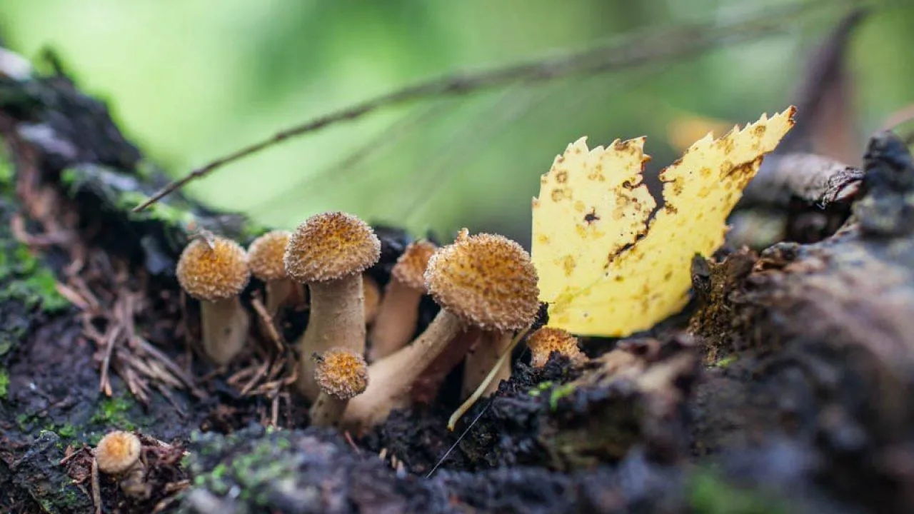 REGIONS/Роман Малышенко