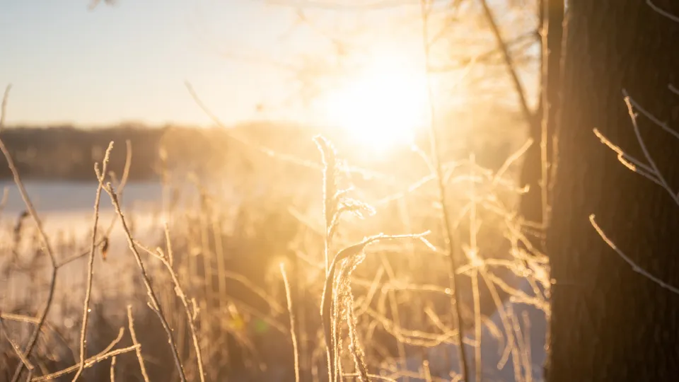 Фото: istockphoto.com/YuTphotograph