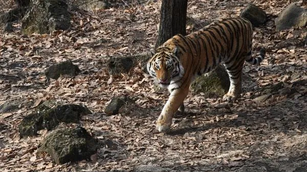 Специалисты опровергли информацию о нашествии тигров в Приморском крае