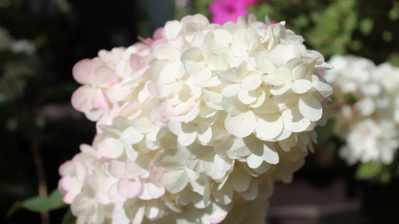 REGIONS/Илья Попов