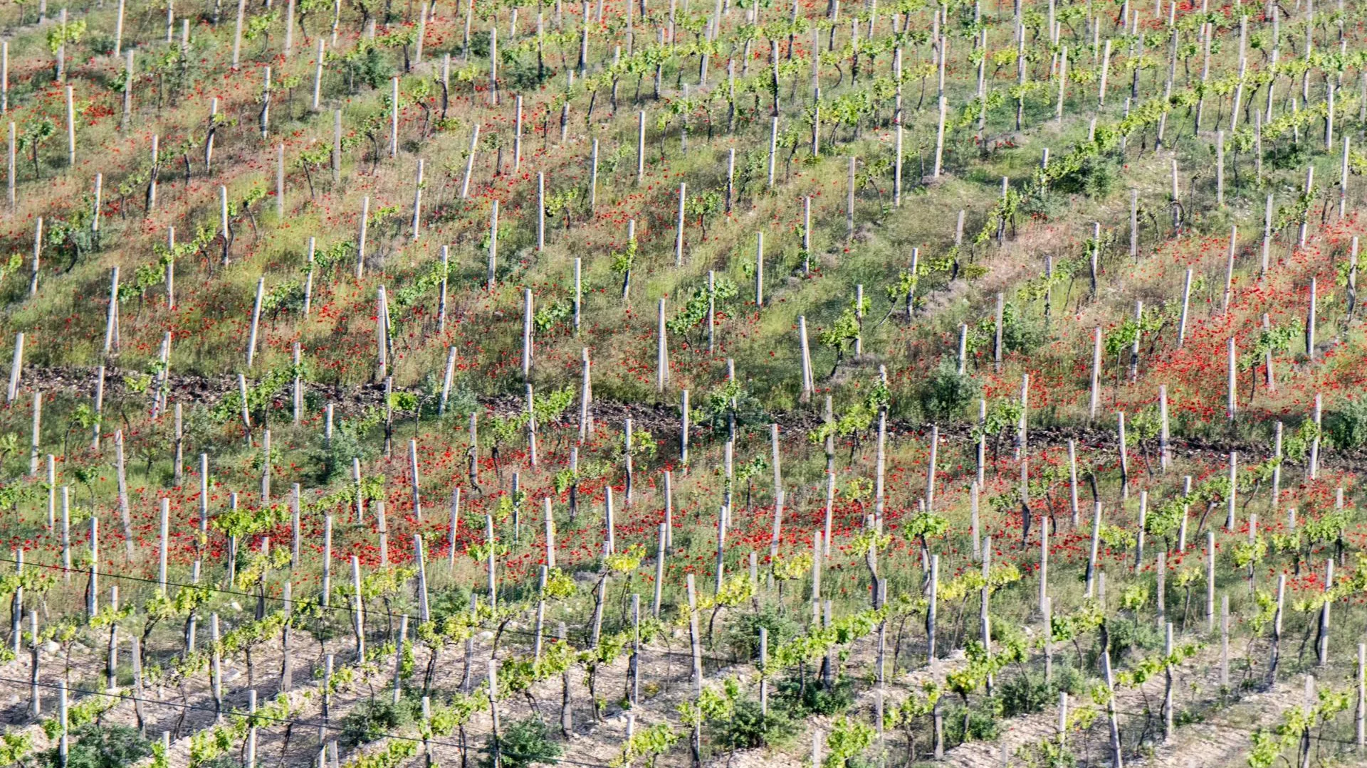 Serguei Fomine/Russian Look