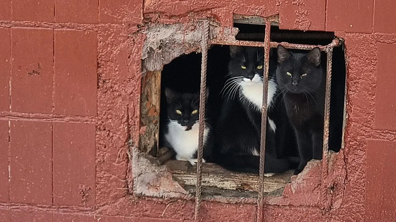 Андрей Башинский