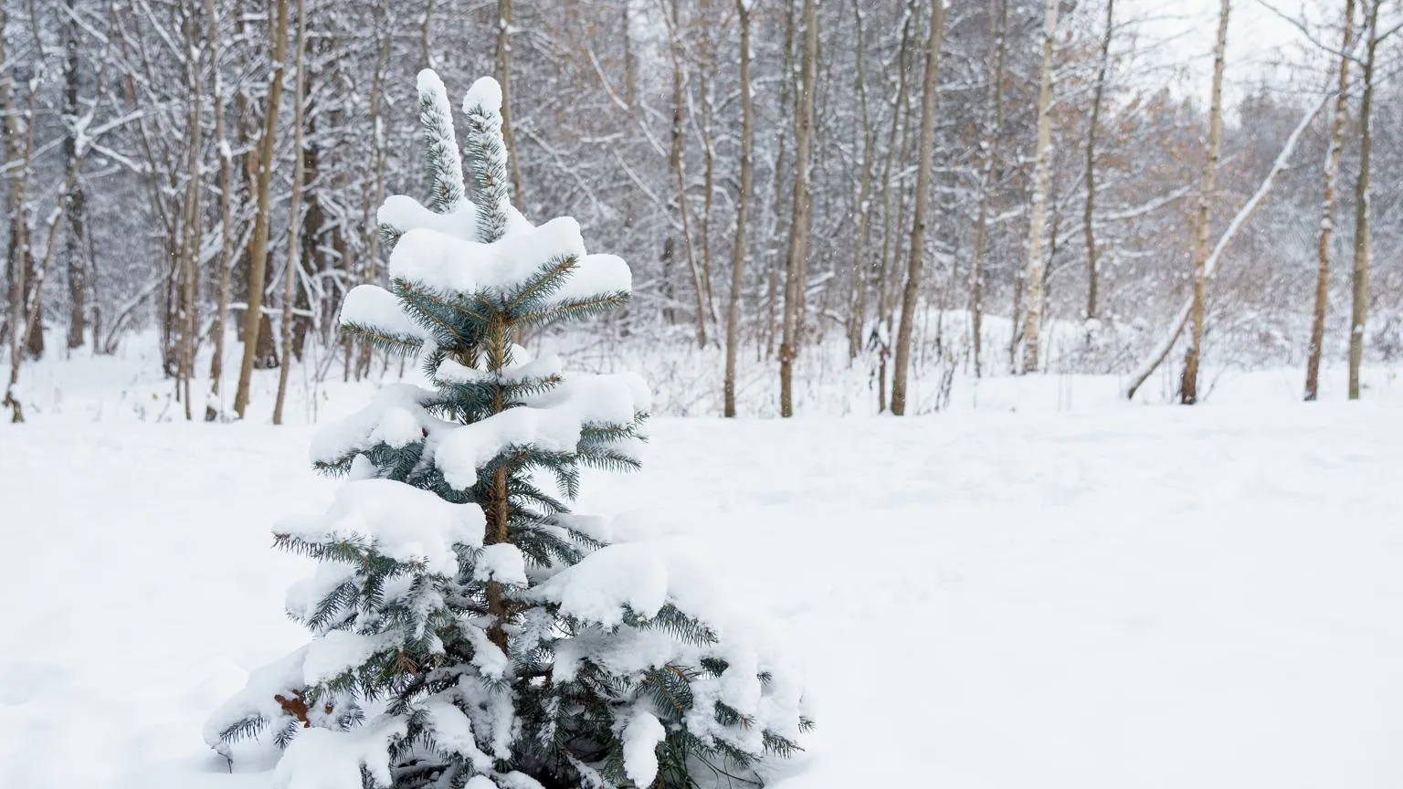 Источник: Медиаархив Московской области