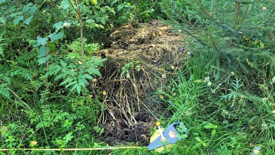 Фото: t.me/mosoblcomles