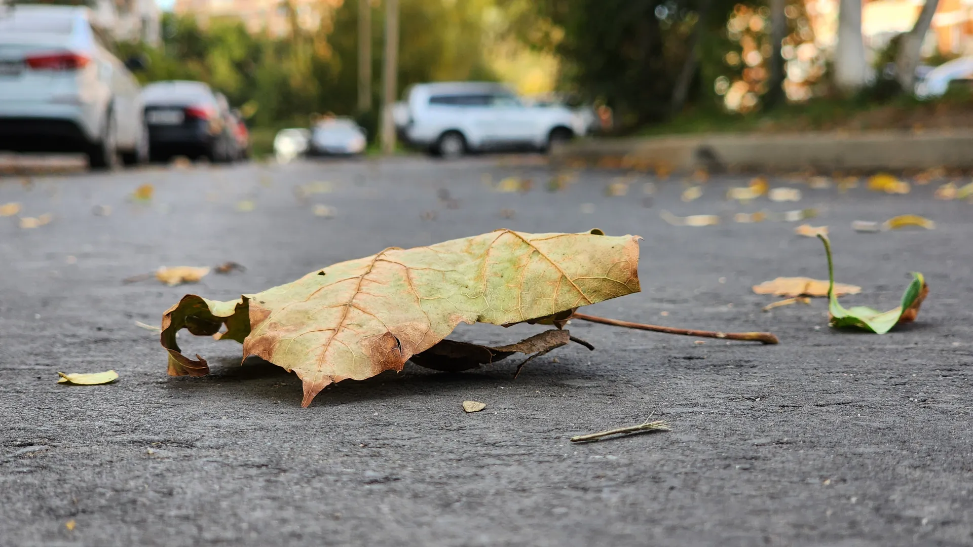 Фото: МедиаБанк Подмосковья/Валентина Максимова
