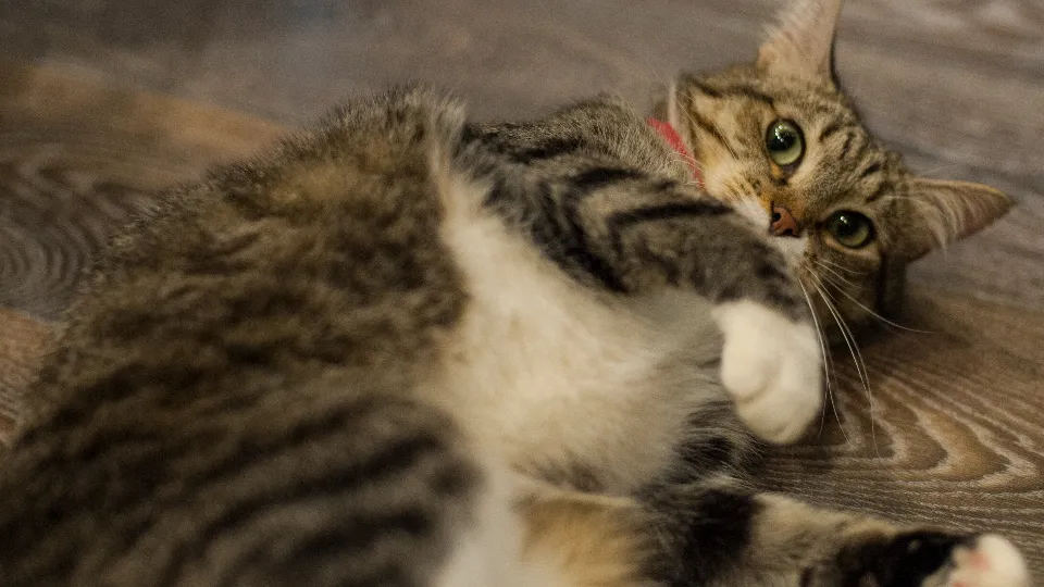 Фото: медиасток.рф