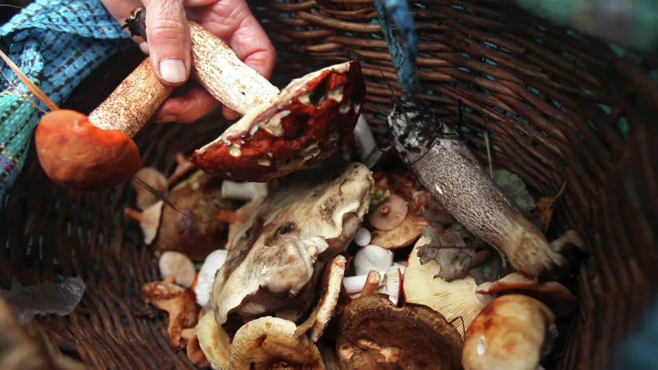 Фото: РИА Новости/Константин Чалабов