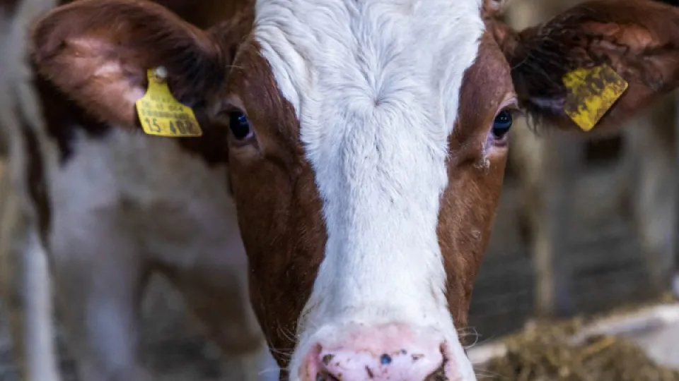 Фото: REGIONS/Наталия Надточая