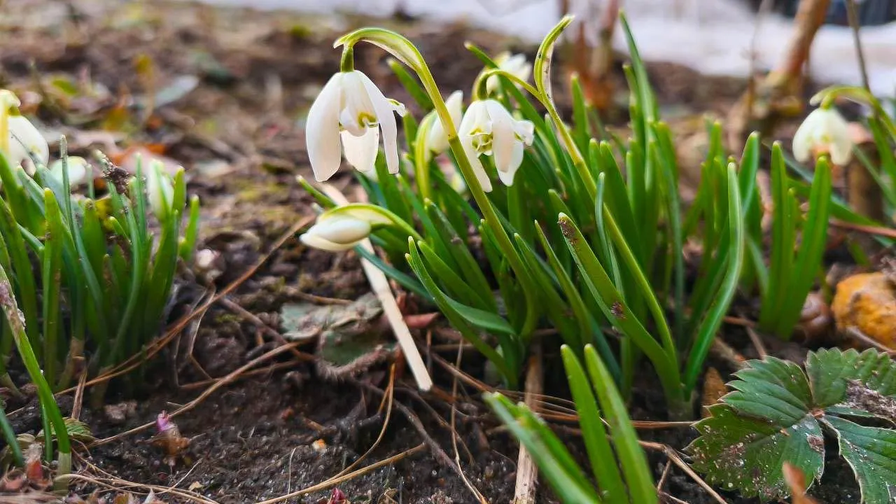 REGIONS/Анастасия Широкая