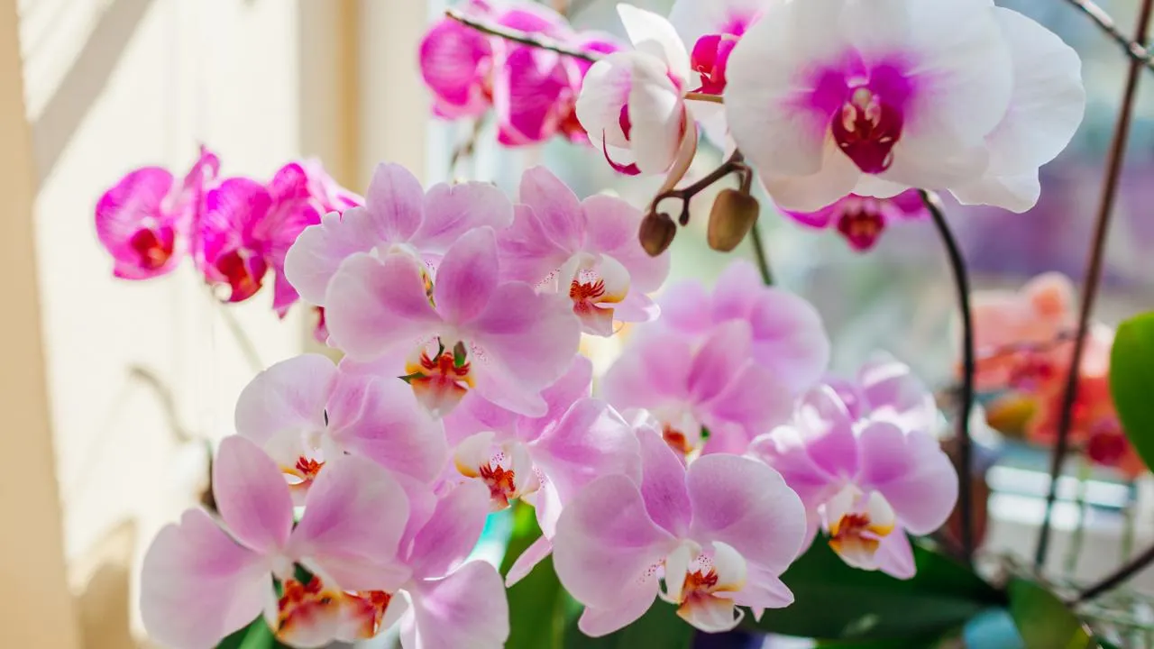 istockphoto.com/Maryviolet