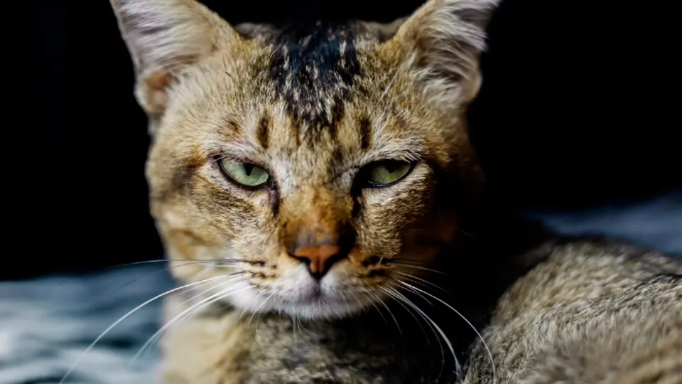 Фото: freepik.com