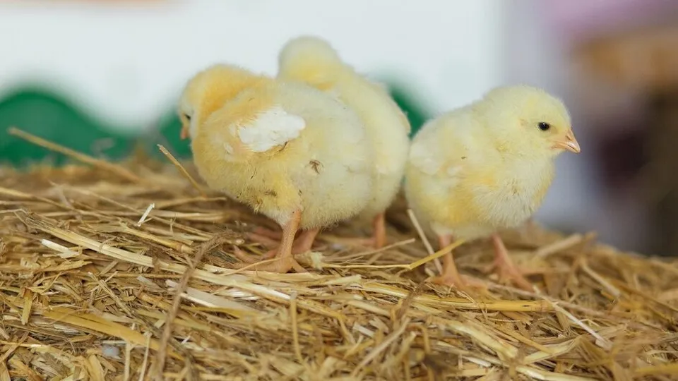 Фото: freepik.com