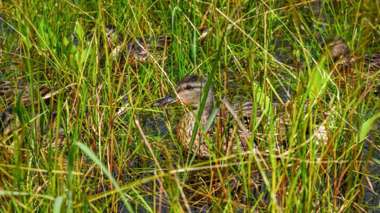 «Водитель „Тойоты“ красавец»: в Красноярске из-за утки произошло ДТП с пятью автомобилями