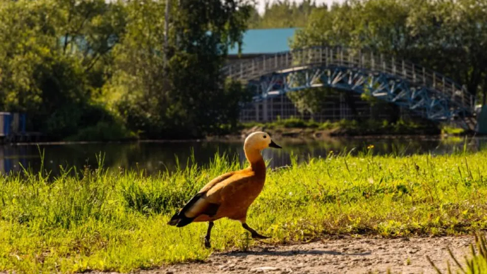 Фото: пресс-служба администрации г.о. Лобня
