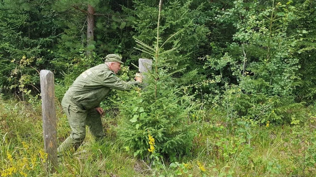 Фото: Комитет лесного хозяйства МО