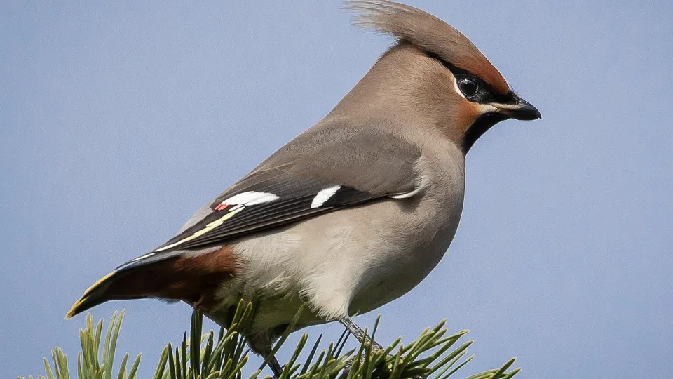 Фото: сommons.wikimedia/Enlightencer