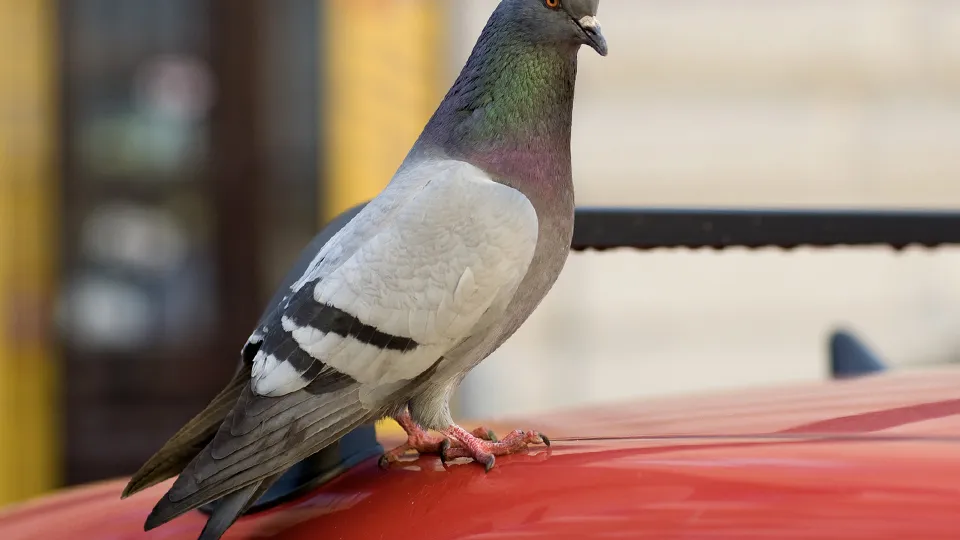 Фото: istockphoto.com