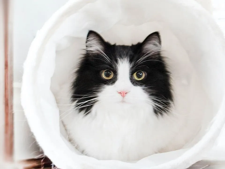 «Все делала для хайпа»: активисты вычислили девочку, которая истязала котов