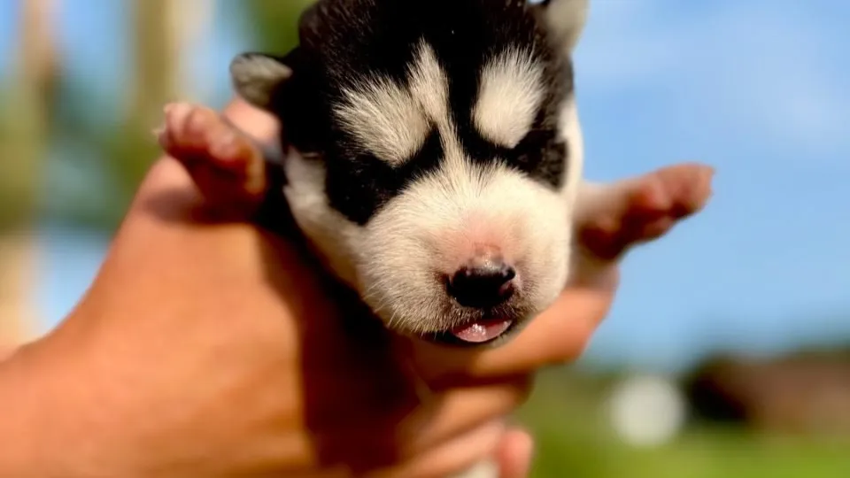 Фото: Хаскидеревня «Рузская Аляска»